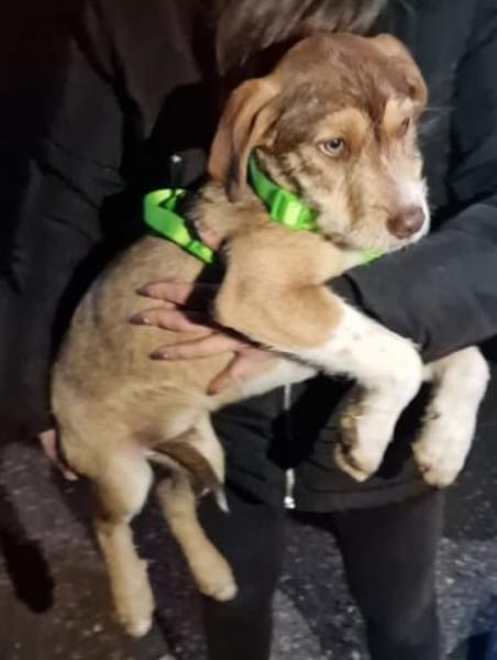 VALERIO 💛💛💛 kleiner Hundebub