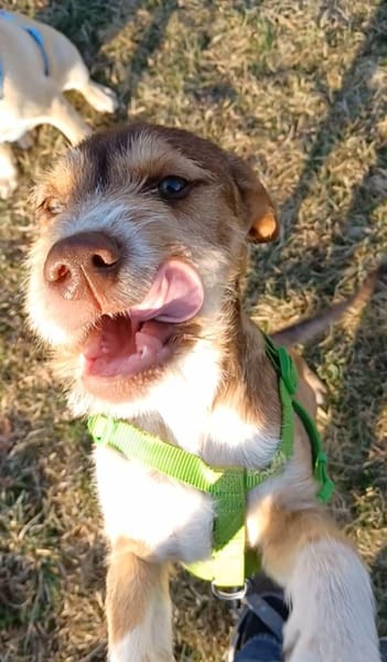 VALERIO 💛💛💛 kleiner Hundebub