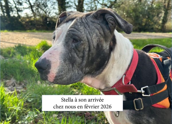 stella