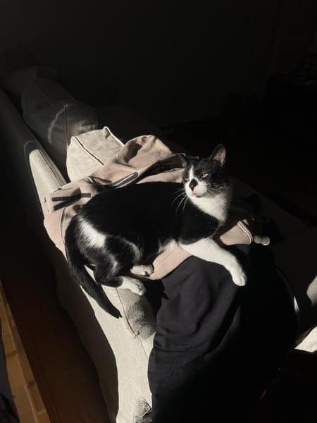 Liebe Katzenfreunde Oche & Milla