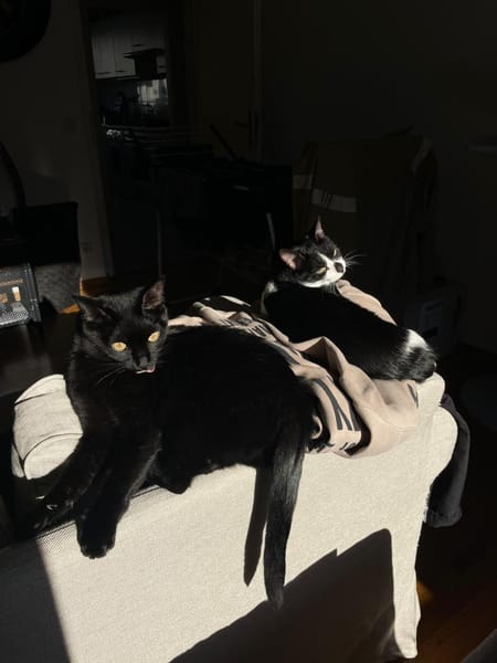 Liebe Katzenfreunde Oche & Milla