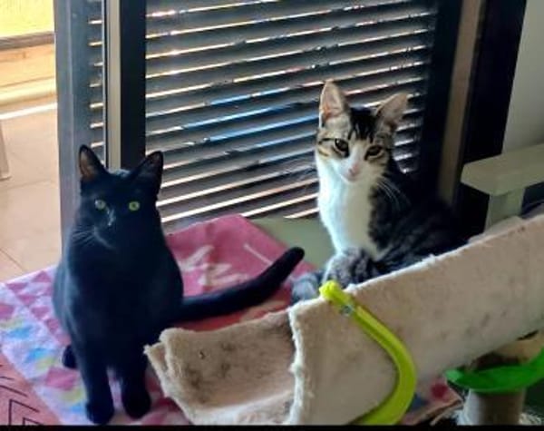 Liebevoller Kater Atlas