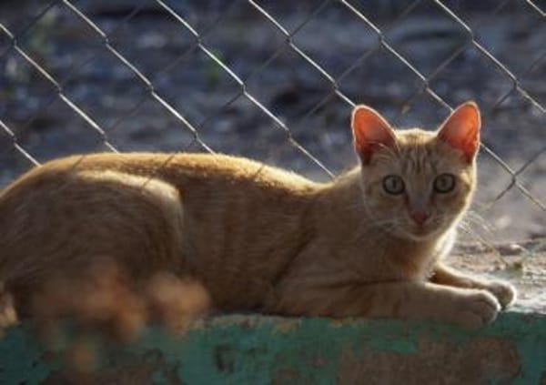 Hübscher Kater America