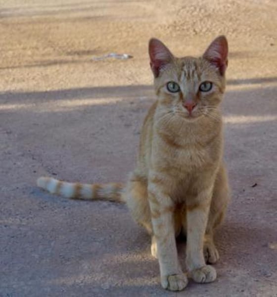 Hübscher Kater America