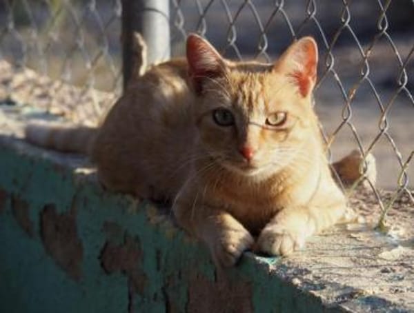 Hübscher Kater America