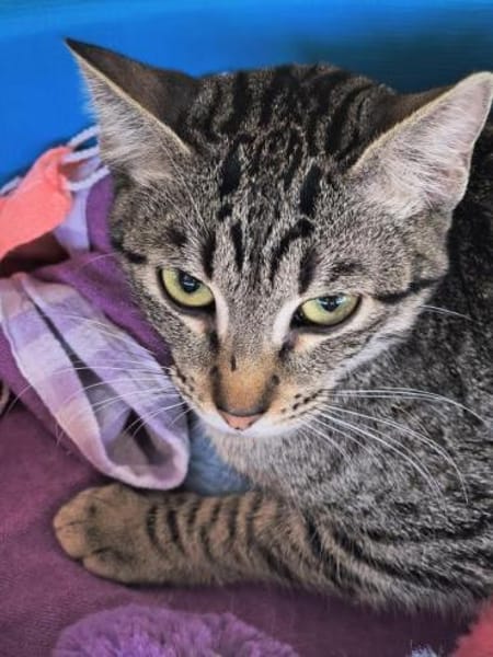 Sanftes Katzenmädchen Donatella