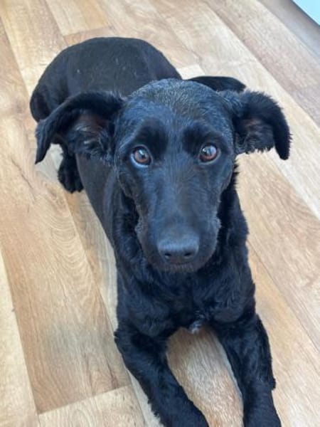 Tolle Lea sucht zuhause!