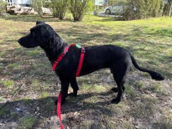 Tolle Lea sucht zuhause!