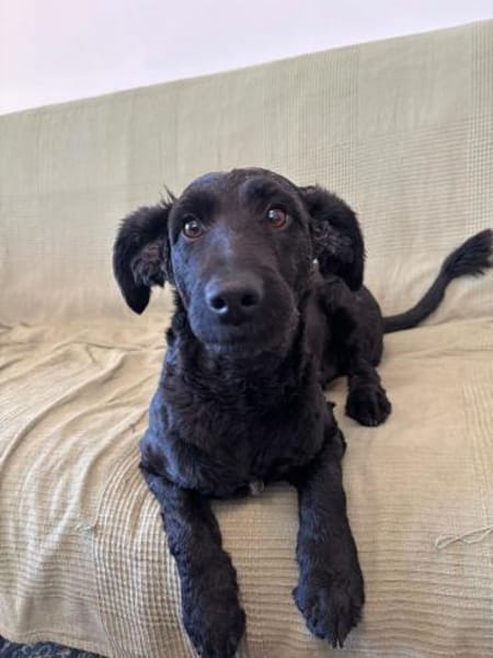 Tolle Lea sucht zuhause!