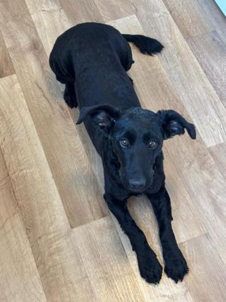 Tolle Lea sucht zuhause!