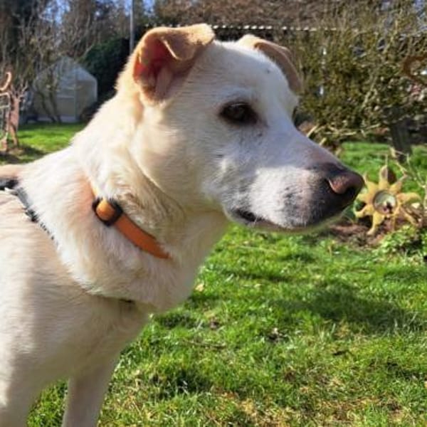 Cody ♥ möchte alles richtig machen