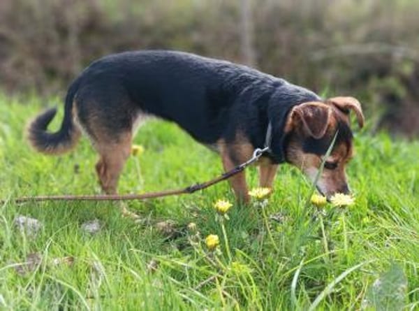 fitte, kleine Mix Hündin sucht...