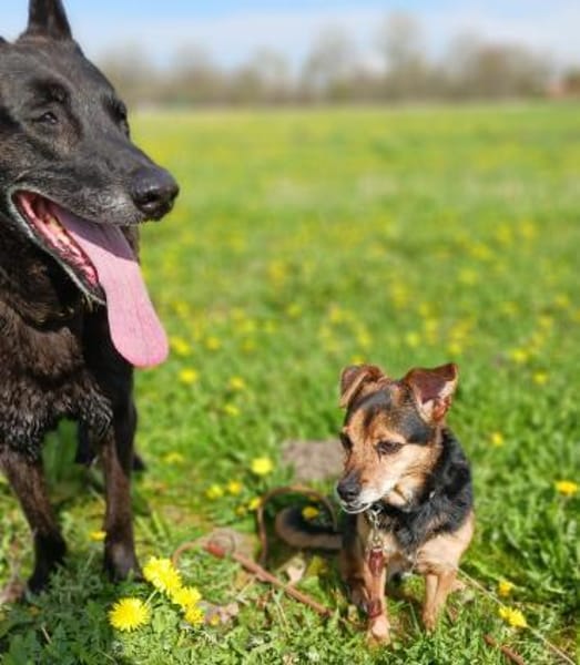 fitte, kleine Mix Hündin sucht...
