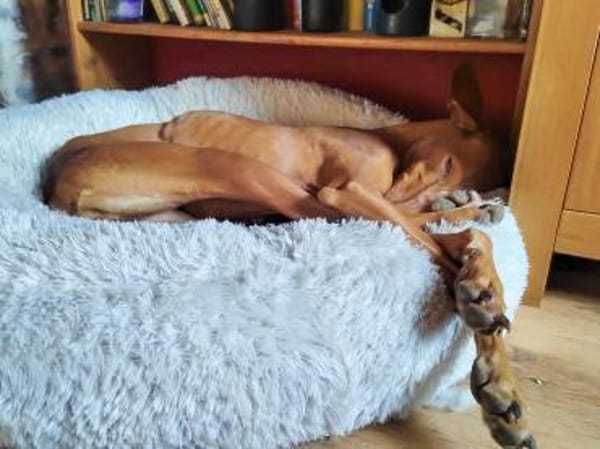 Fely sucht ein Körbchen !