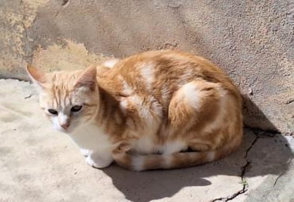 Sanftes Katzenmädchen Evora