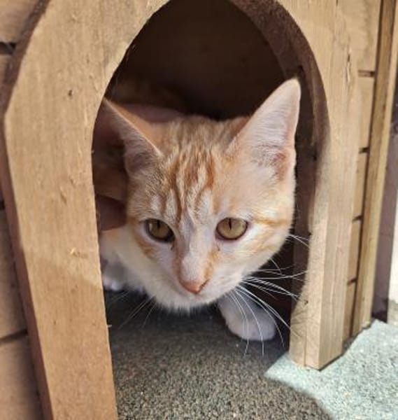 Sanftes Katzenmädchen Evora