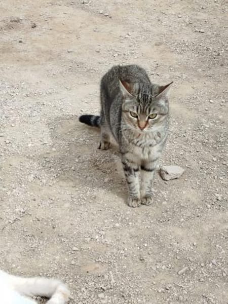 Sanfte, junge Katze Jasmine