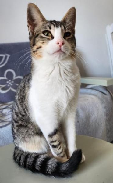 Liebe, soziale Katze Chocolatina