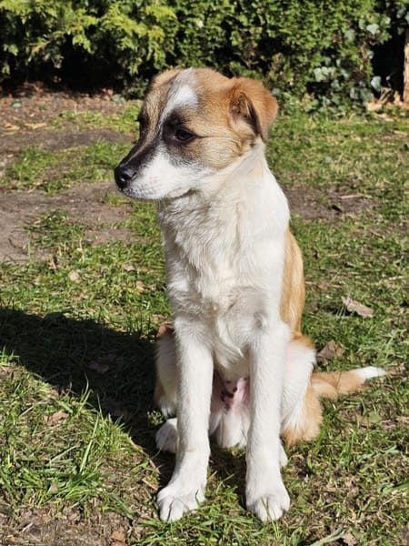 Unsicherer kleiner Leo sucht Familie