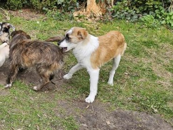 Unsicherer kleiner Leo sucht Familie