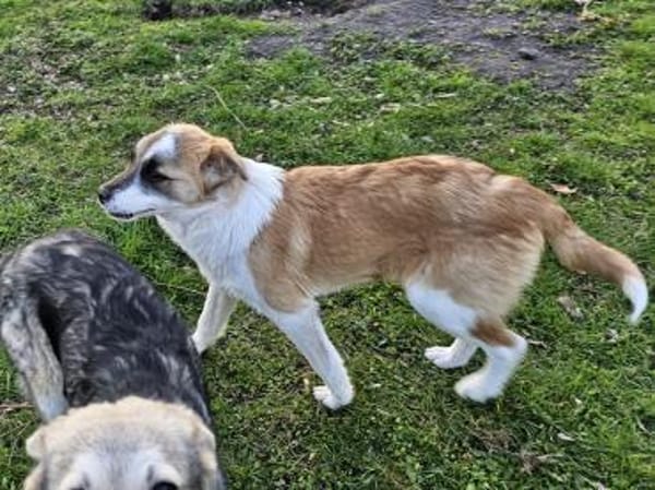 Unsicherer kleiner Leo sucht Familie