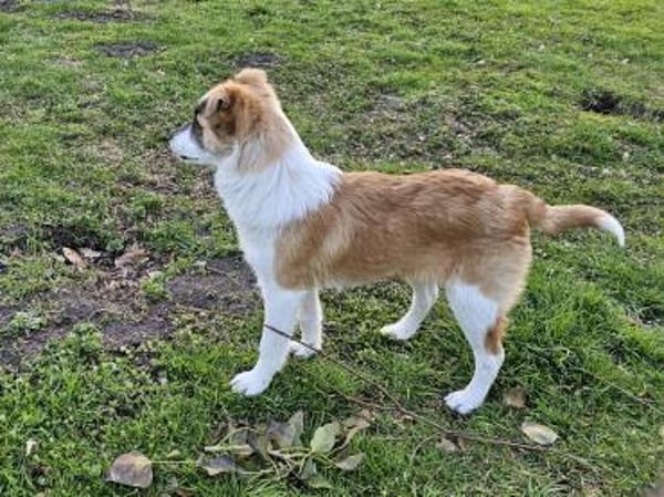 Unsicherer kleiner Leo sucht Familie