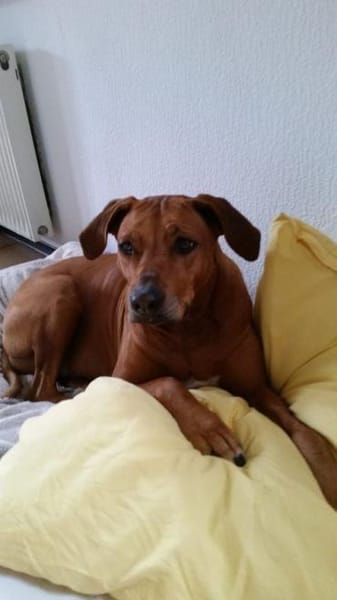 zuna sucht ein Zuhause