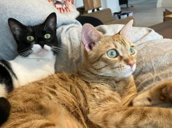 Jefa - Das Schicksal will es anders