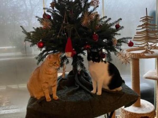 Jefa - Das Schicksal will es anders