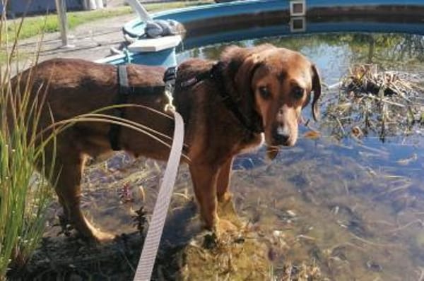 REINA in 01640 Coswig