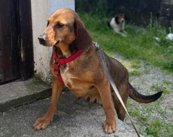 REINA in 01640 Coswig