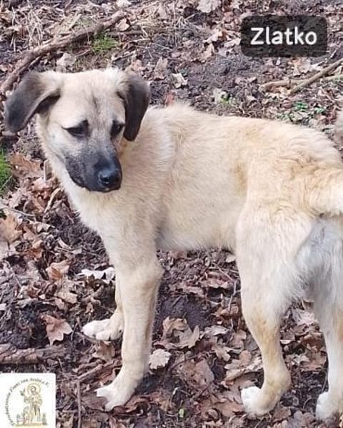 Zlatko  Hauptberuf: Herzensbrecher.