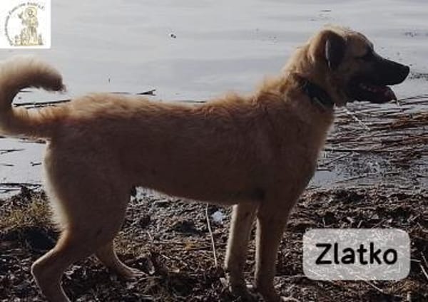 Zlatko  Hauptberuf: Herzensbrecher.