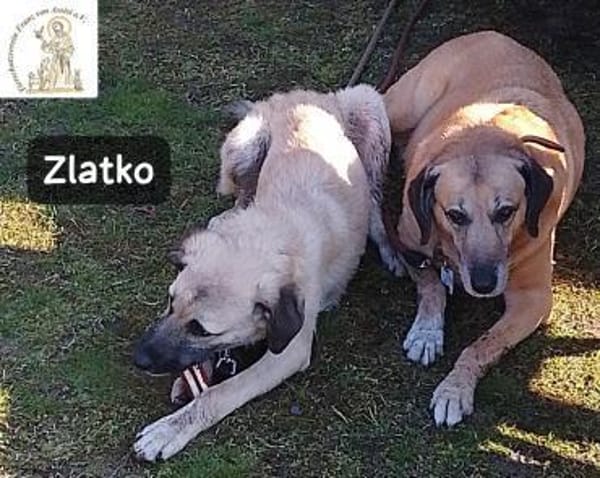 Zlatko  Hauptberuf: Herzensbrecher.