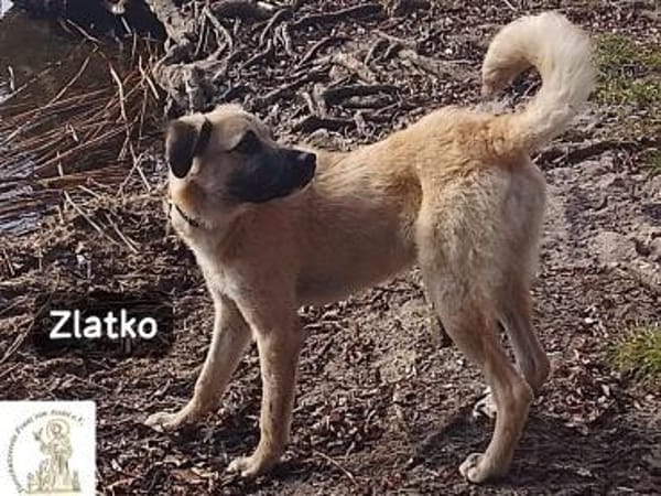 Zlatko  Hauptberuf: Herzensbrecher.