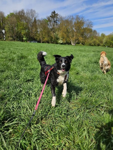Fröhliche Zara wartet auf ihr Home
