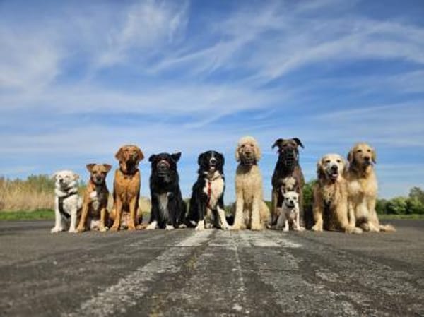 Fröhliche Zara wartet auf ihr Home