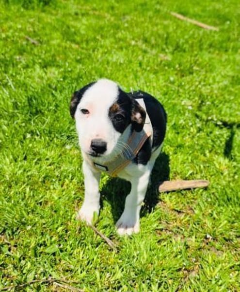 Sparky sucht ein Körbchen