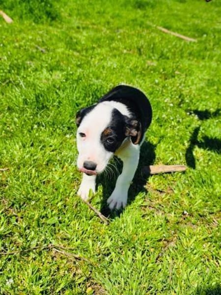 Sparky sucht ein Körbchen