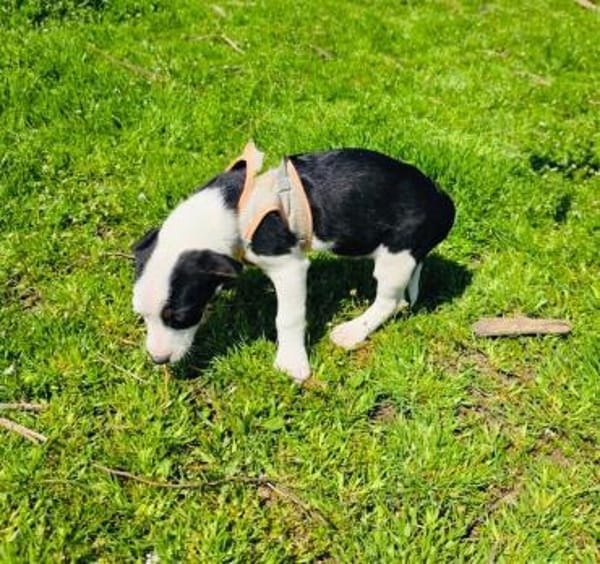 Sparky sucht ein Körbchen