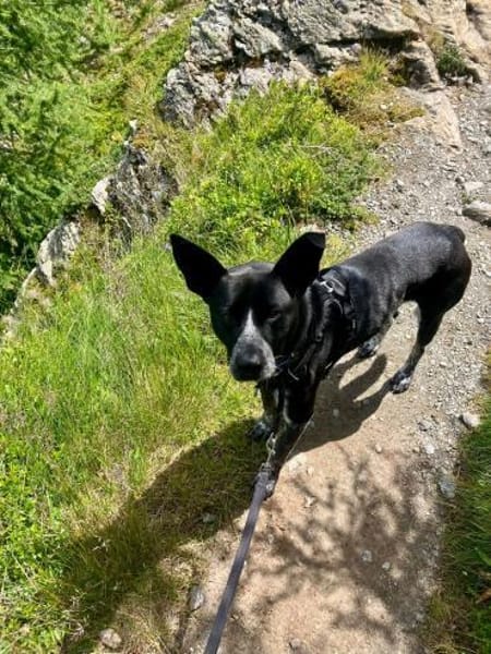 HANNES - sucht die Nadel im Heuhaufen!