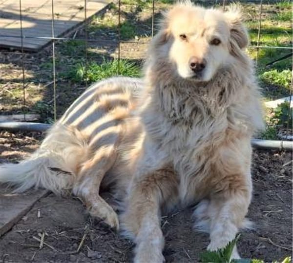 Herdenschutzhund MOJO sucht Zuhause