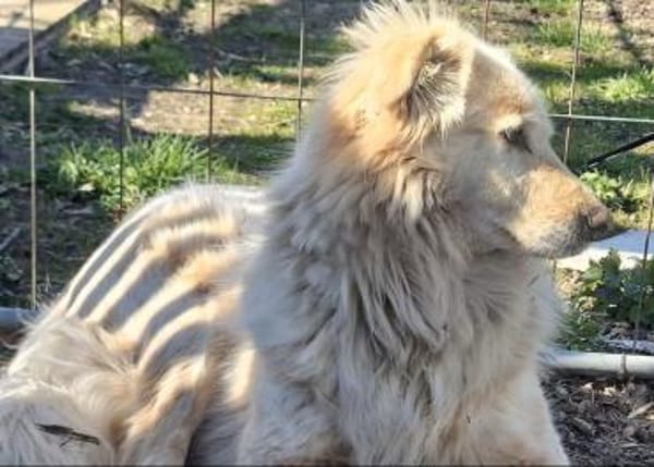 Herdenschutzhund MOJO sucht Zuhause