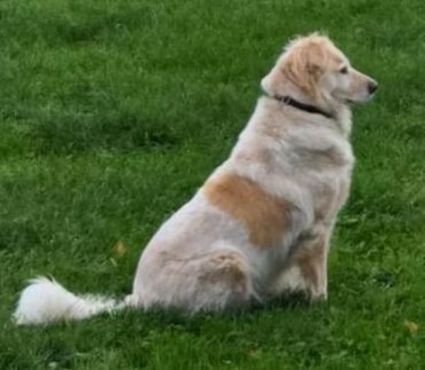 Herdenschutzhund MOJO sucht Zuhause