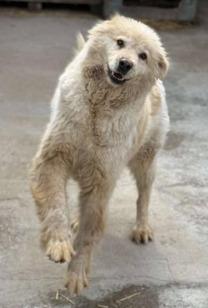 Herdenschutzhund MOJO sucht Zuhause