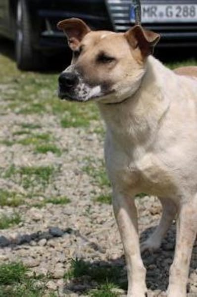 Luca - zutraulicher, aparter Rüde