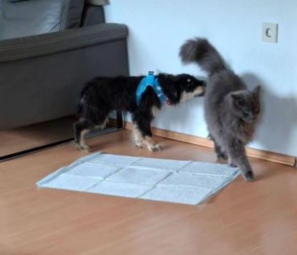 sehr toller junger Odin auf PS 91286