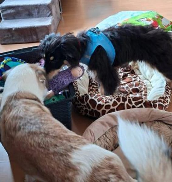 sehr toller junger Odin auf PS 91286