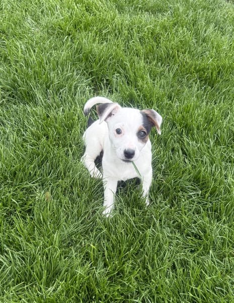 Melodie ein liebes tolles Welpenkind