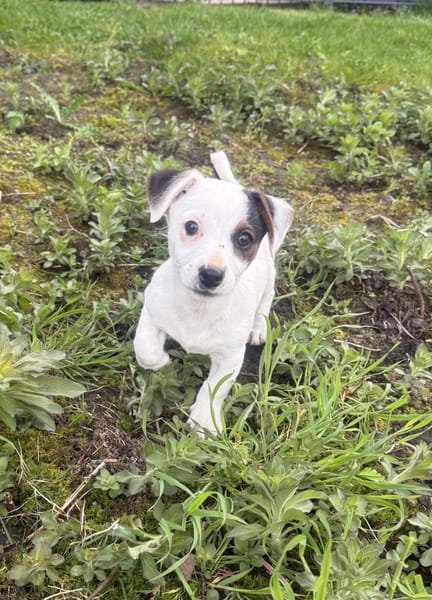 Melodie ein liebes tolles Welpenkind